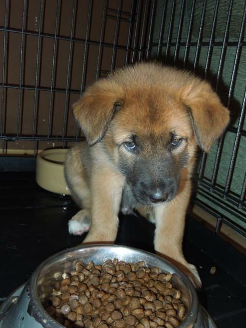Pup 5 male reserved-w1000-h800