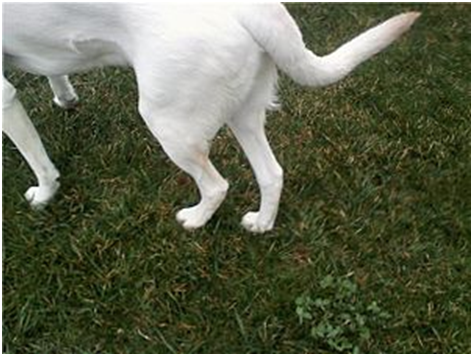 A Labrador Retriever standing with hind legs close together to compensate for hip dysplasia.