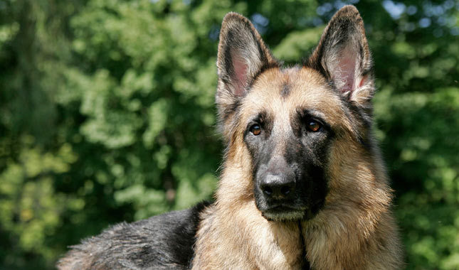 alsatian dog origin