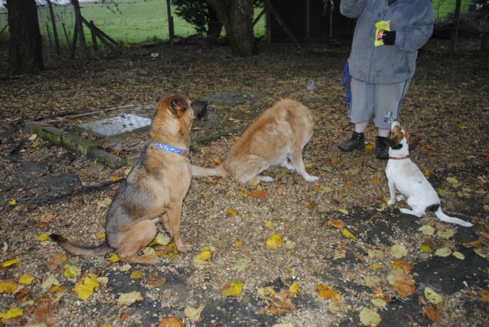 Spalding kennel dogs Nov 13 084-w1000-h800