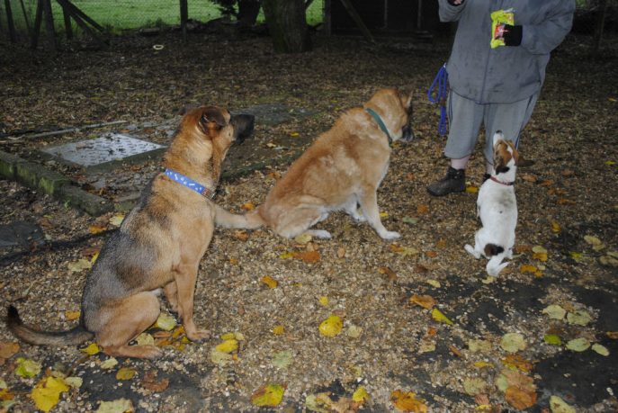 Spalding kennel dogs Nov 13 085-w1000-h800