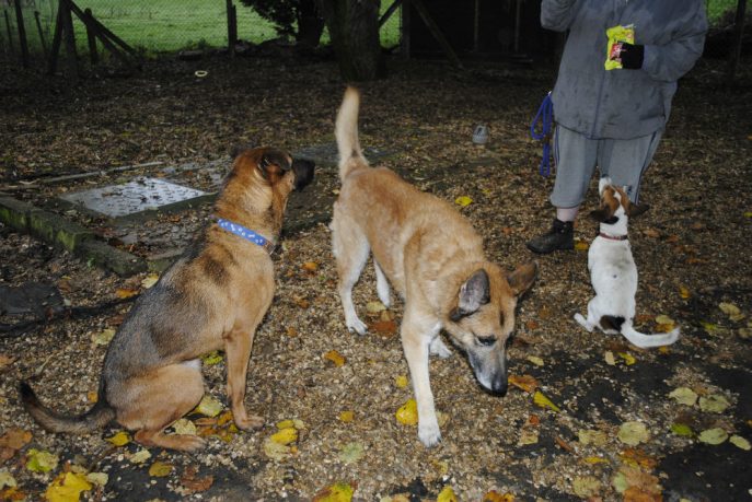 Spalding kennel dogs Nov 13 086-w1000-h800