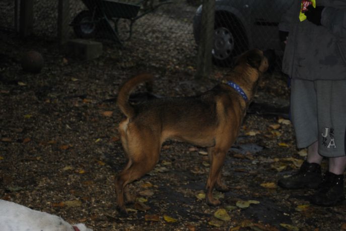 Spalding kennel dogs Nov 13 087-w1000-h800