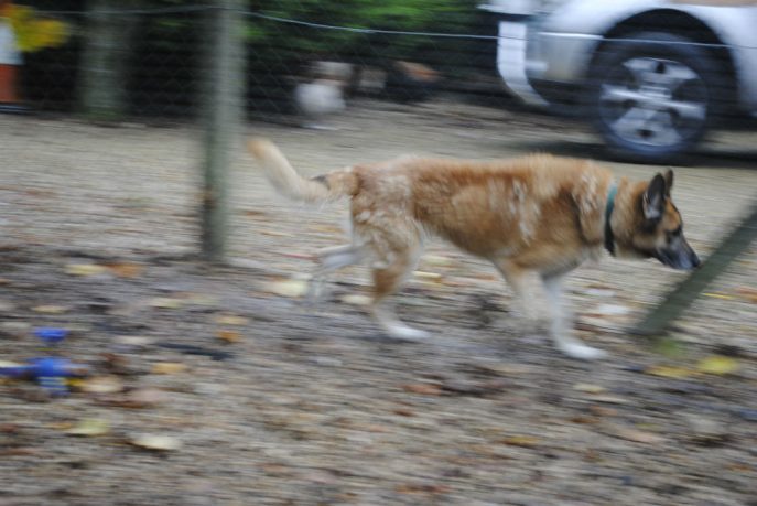 Spalding kennel dogs Nov 13 102-w1000-h800