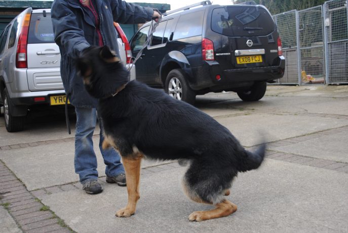 Clown kennel dogs Nov 13 064