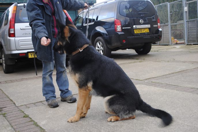 Clown kennel dogs Nov 13 065