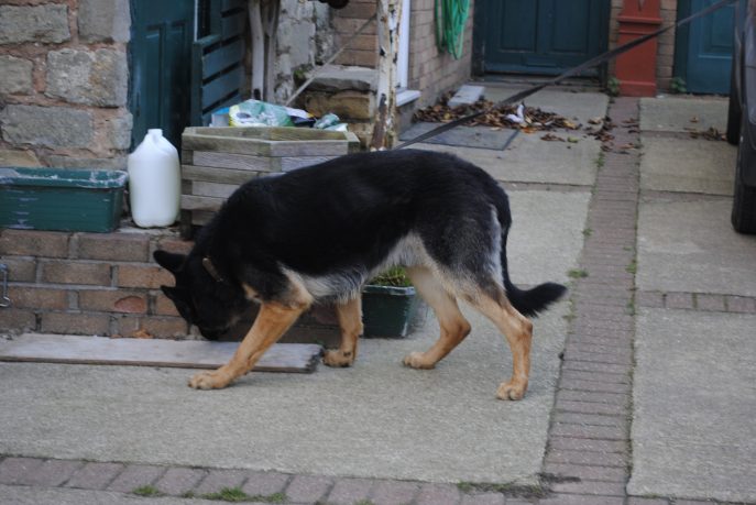 Clown kennel dogs Nov 13 071