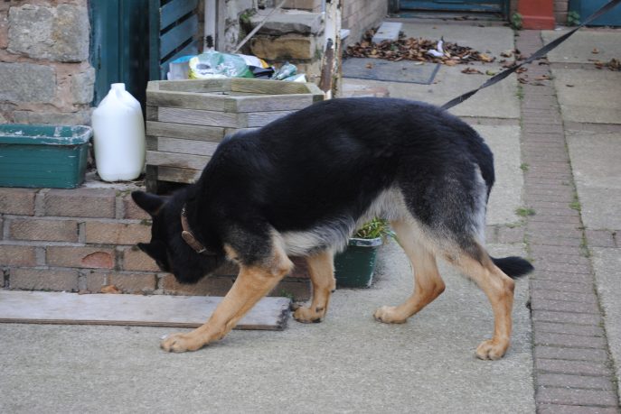 Clown kennel dogs Nov 13 072