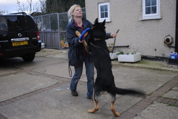 Clown kennel dogs Nov 13 074