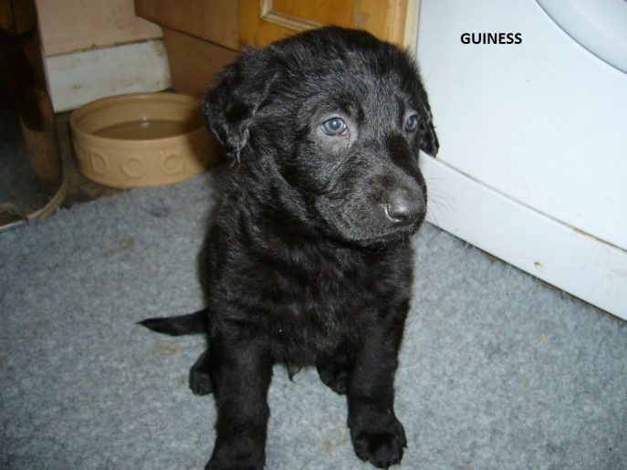Pup 6 Guiness-w1000-h800