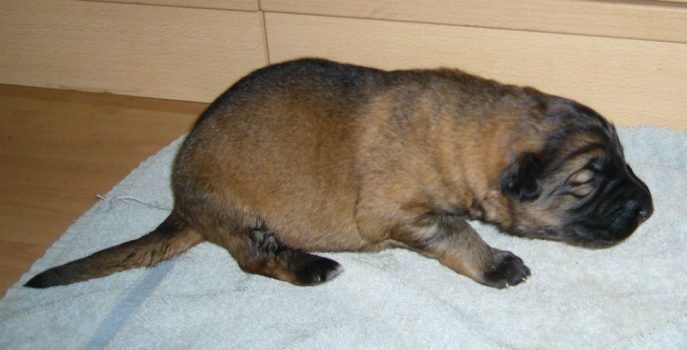 Barney Pup (1)