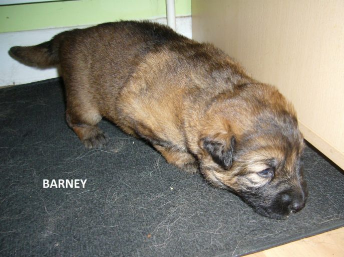Barney Pup (2)