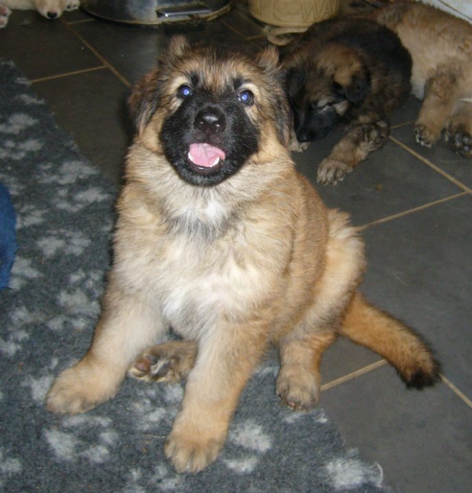 Barney Pup (5)