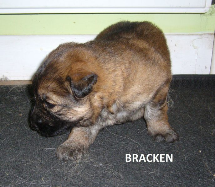 Bracken Pup (2)