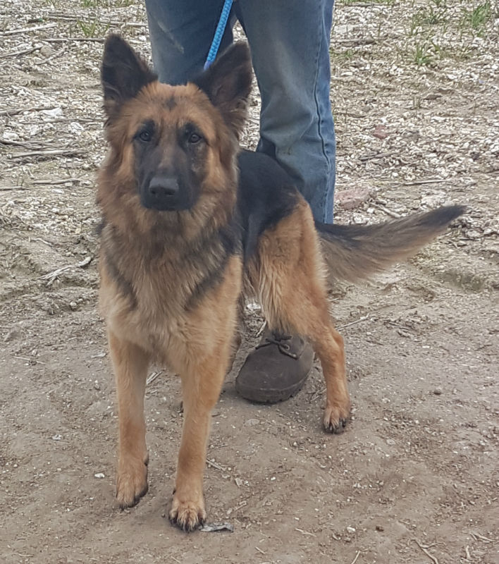 Biscuit German Shepherd Rescue Elite