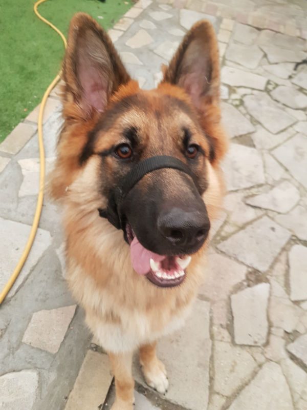 Woody's german sales shepherd rescue