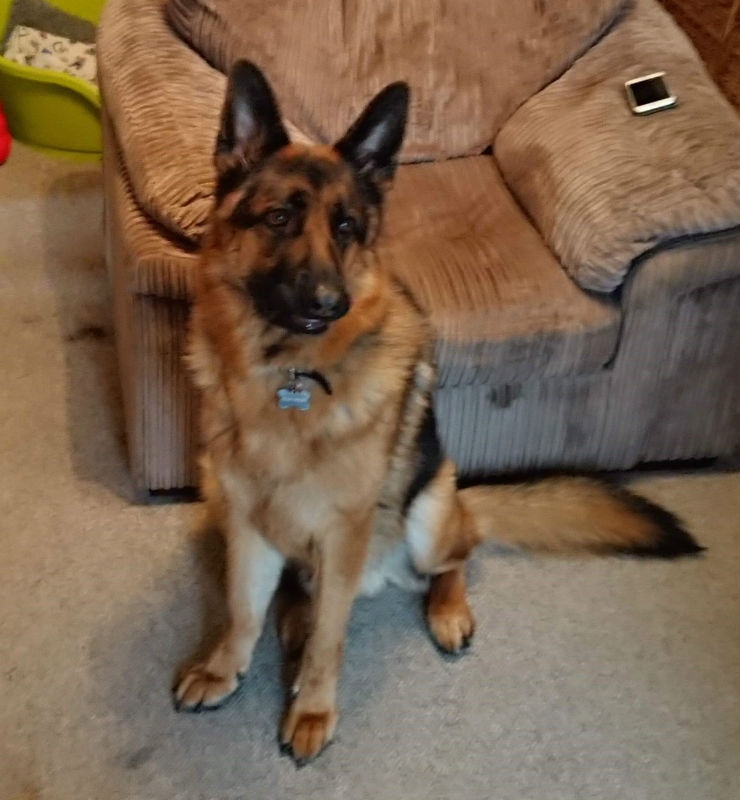 Diesel - German Shepherd Rescue Elite