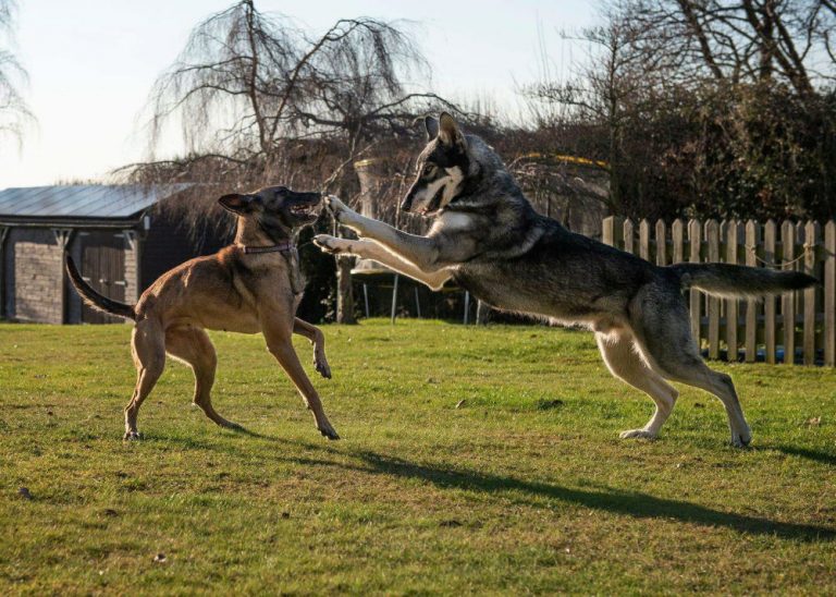 hiking with belgian malinois