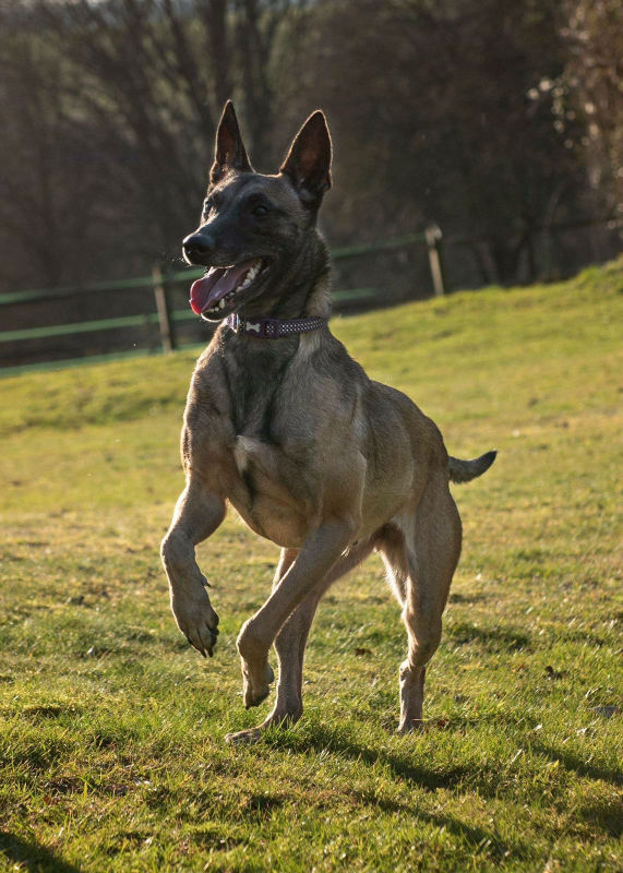 belgian malinois rescue