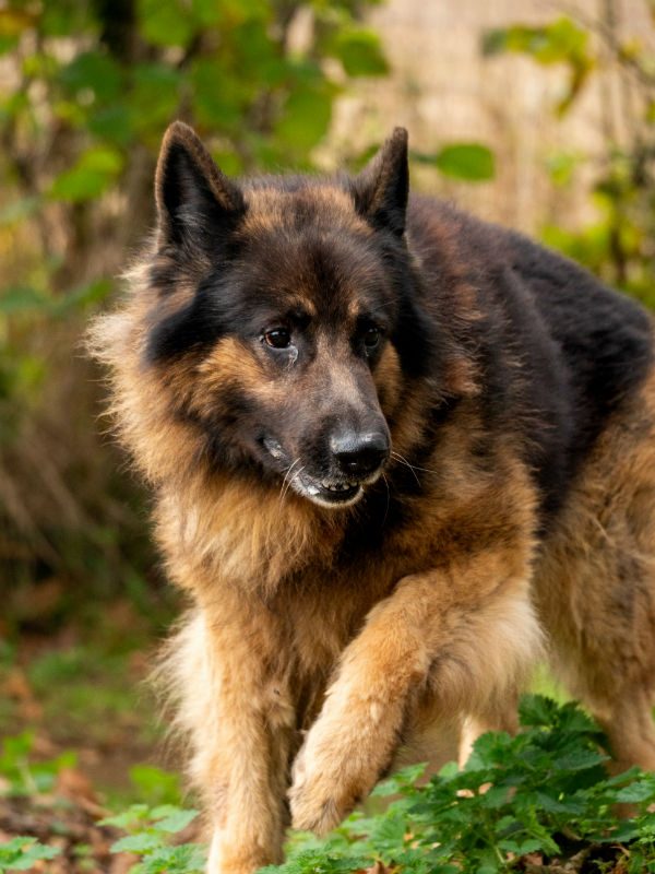 Kaizer (3)