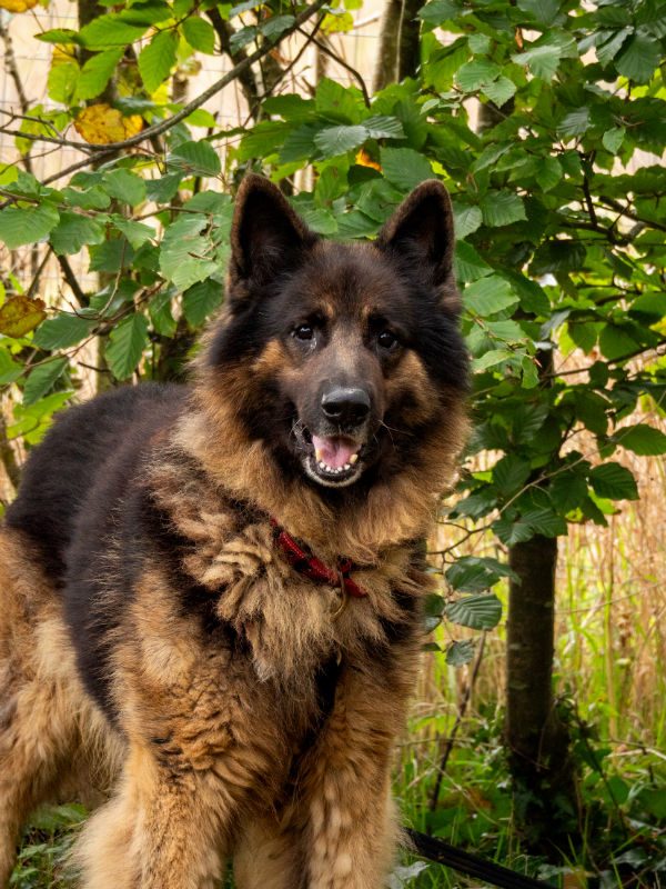 Kaizer (4)