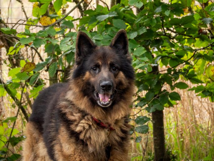 Kaizer (5)