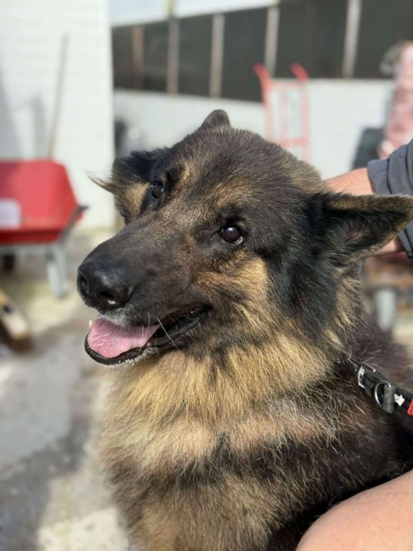 Kaizer (6)