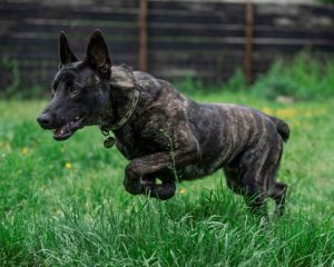 are bones safe for dutch shepherd puppies