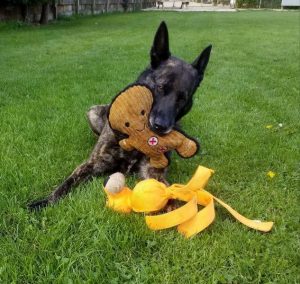 are bones safe for dutch shepherd puppies