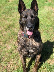 Dutch shepherd german shepherd mix hot sale for sale