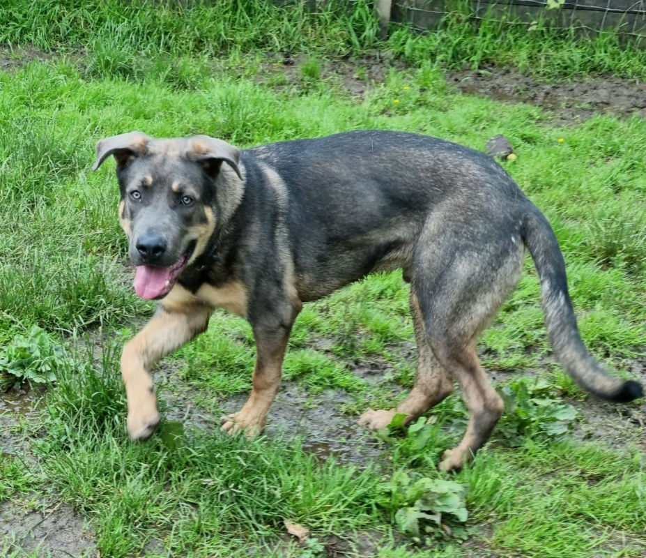 Alsatian sales lurcher cross