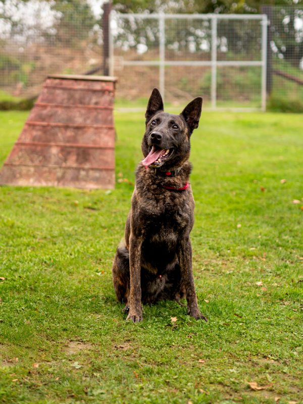 Diesel Oct 2025 (1) Diesel Oct 2025 (1)