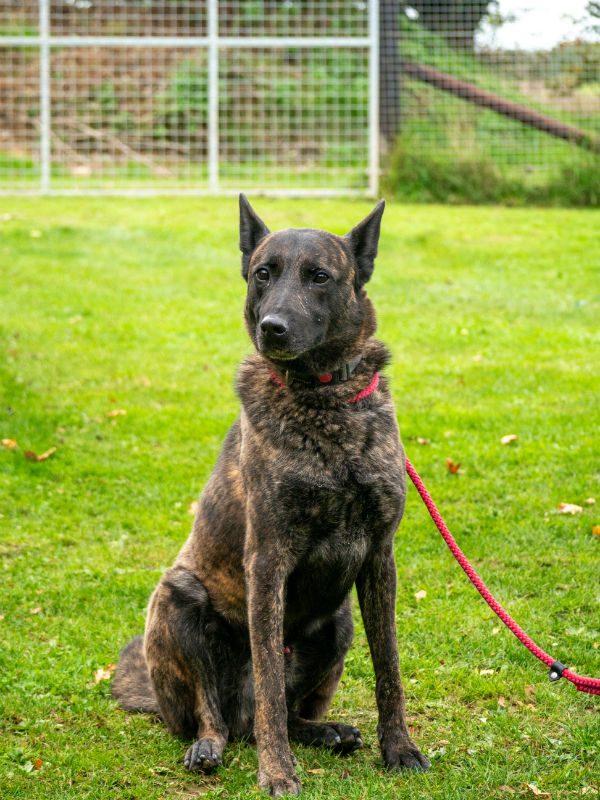 Diesel Oct 2025 (2) Diesel Oct 2025 (2)