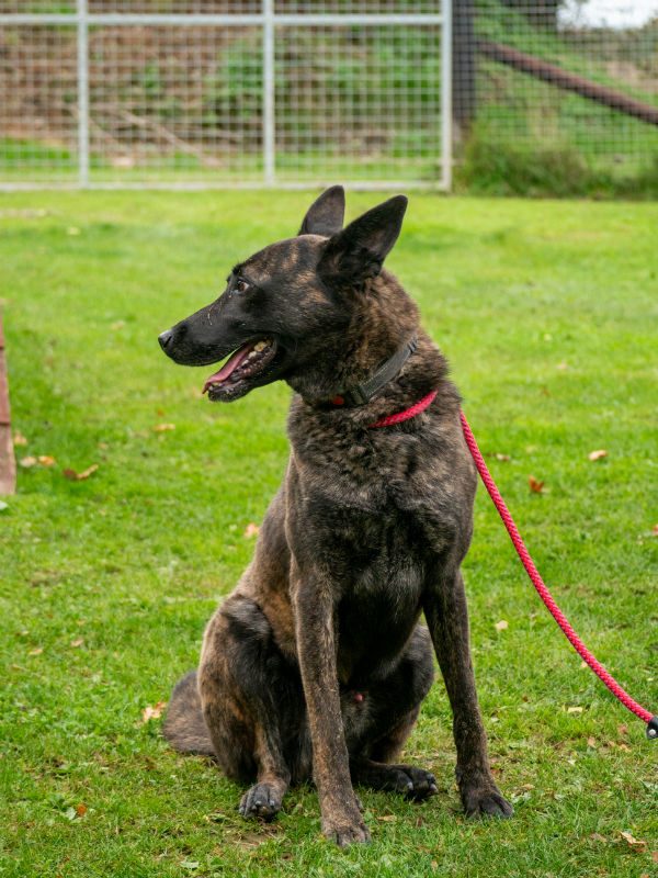 Diesel Oct 2025 (3) Diesel Oct 2025 (3)