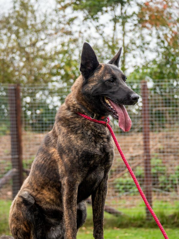 Diesel Oct 2025 (4) Diesel Oct 2025 (4)