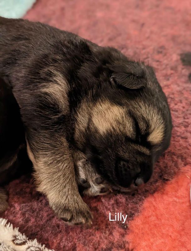 Puppy Lilly (1)