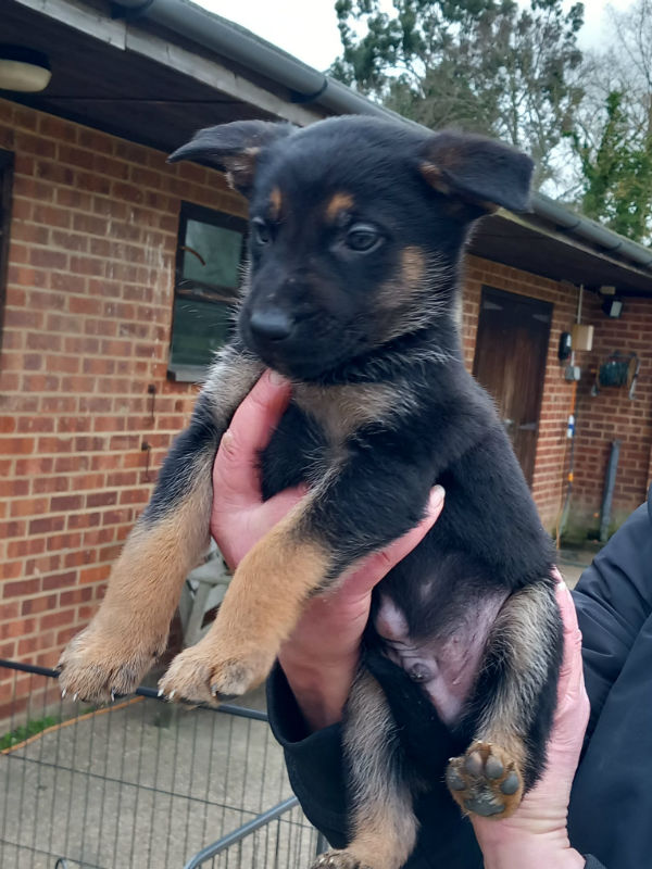 Riggs - Pearl Puppy - German Shepherd Rescue Elite