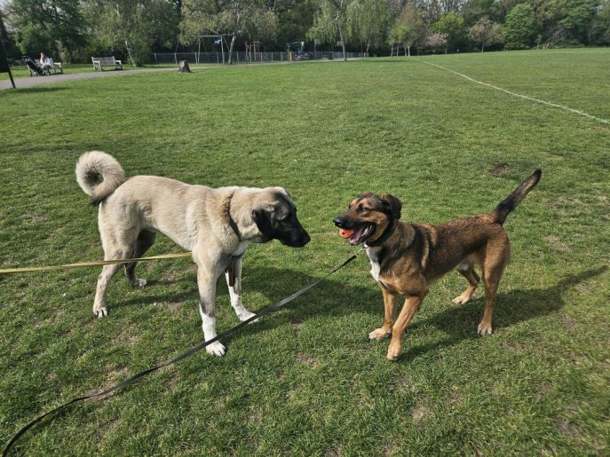 Barney (3) Barney (3)