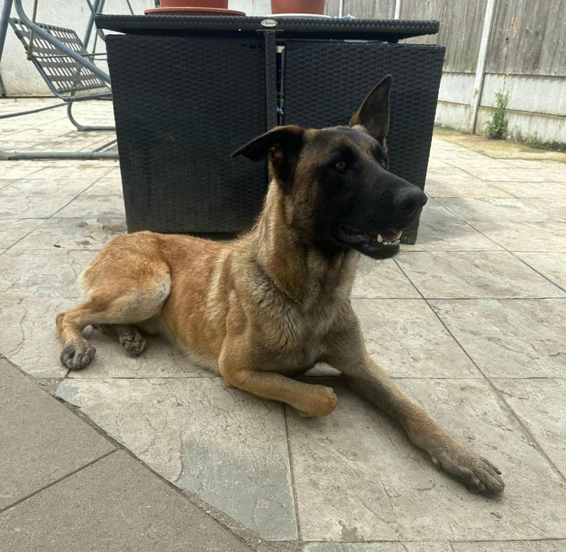 Curly German Shepherd Rescue Elite