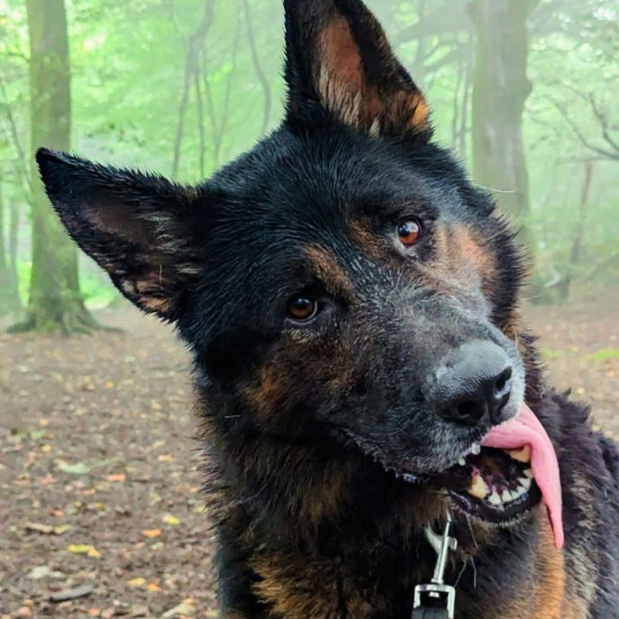 Max (6)