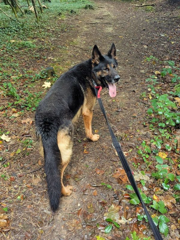 Max (7)