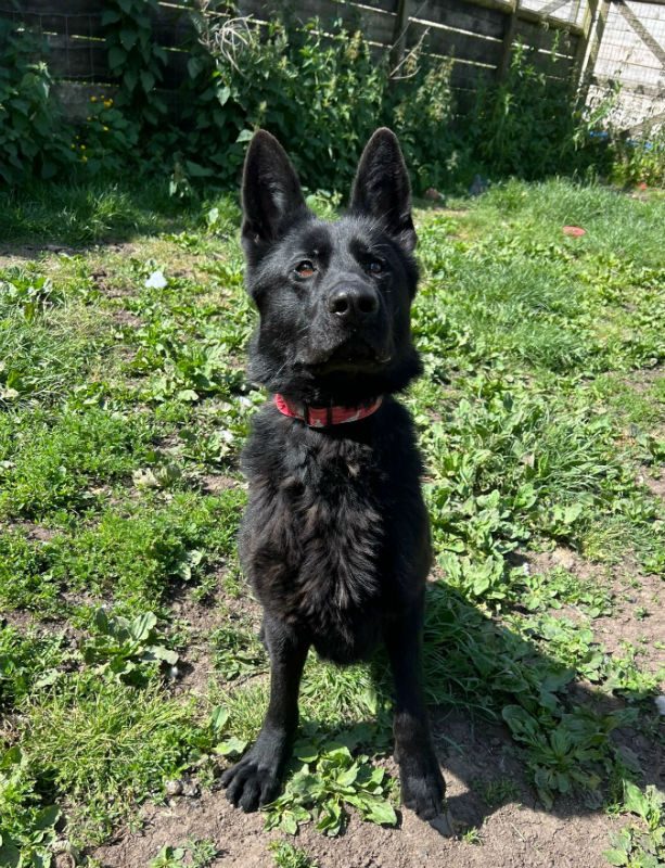 Jet (8)