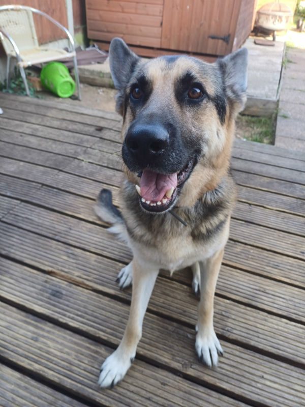 Bailey (1)