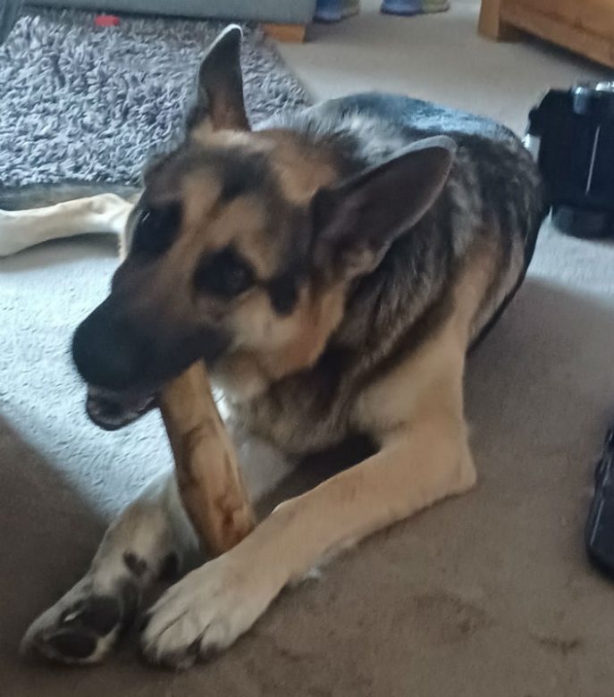 Bailey (5)