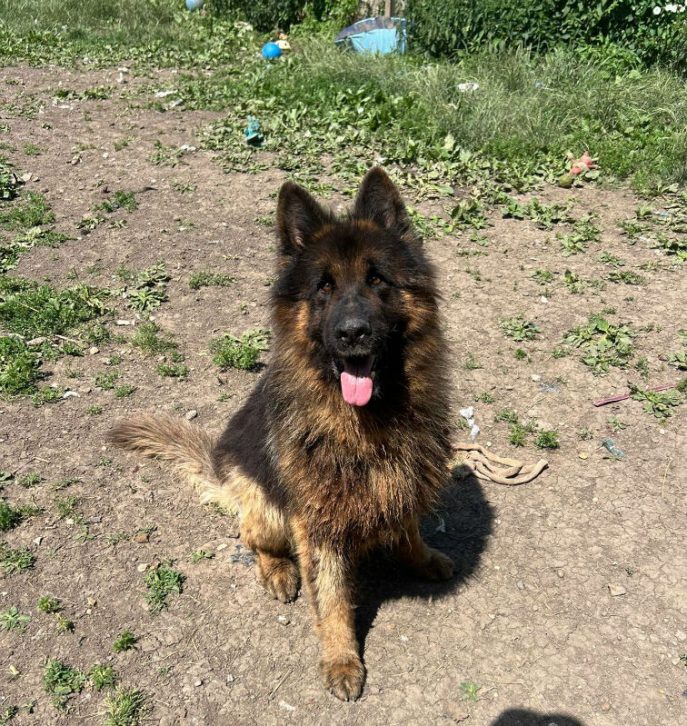 Diesel (1)