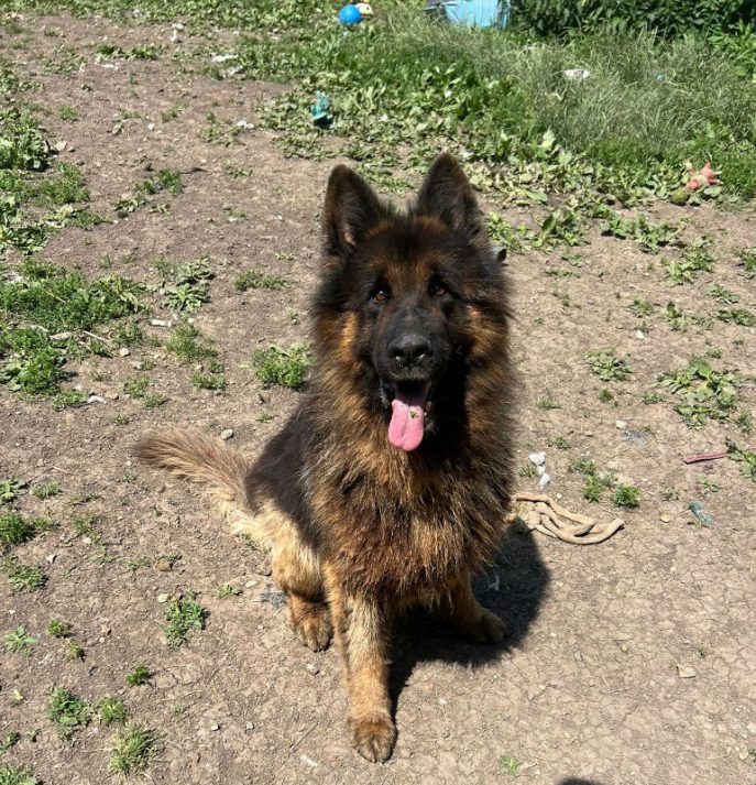Diesel (2)