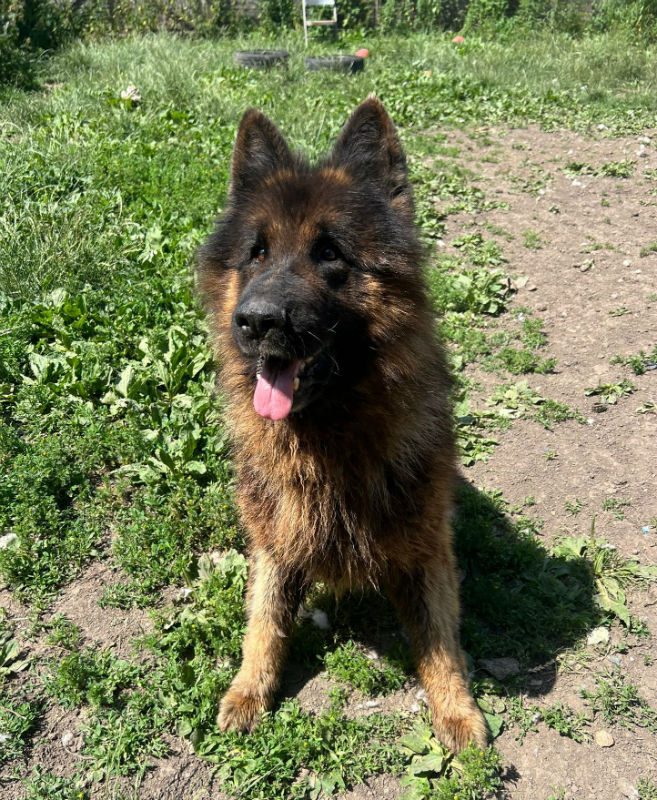 Diesel (4)