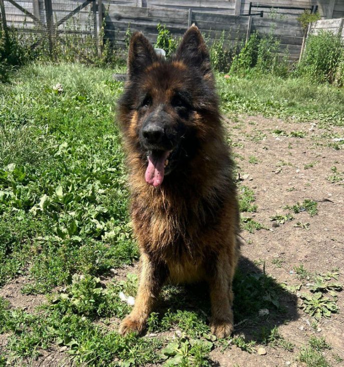 Diesel (5)