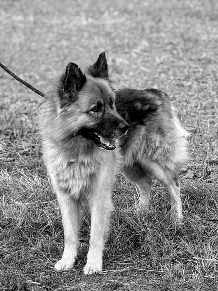 IMG_4215_result IMG_4215_result