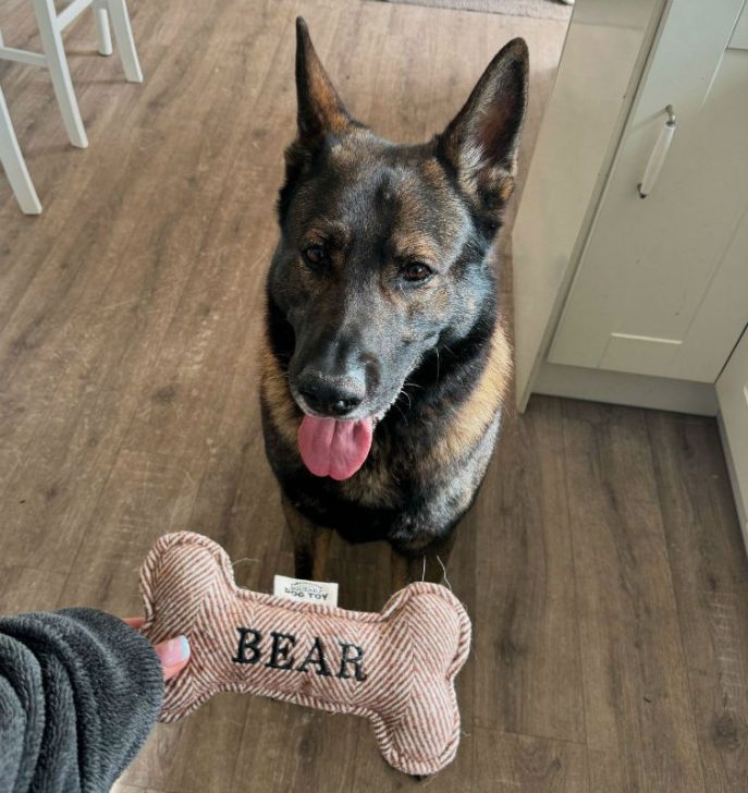 Bear (3)